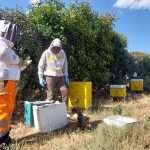 Ouverture de la ruche